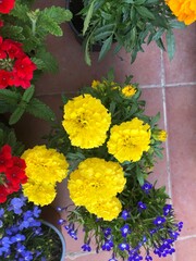 Fototapeta na wymiar flores y plantas camomila y de colores