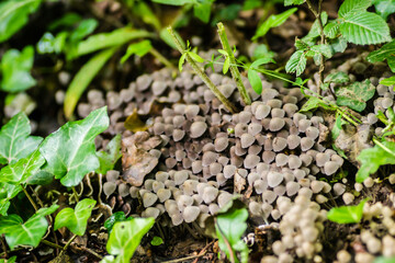 Lots of tiny wild mushrooms in the woods 