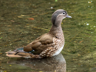 kaczka © Henryk Olszewski