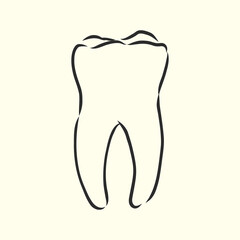 Hand-drawn black lines sketch molar, tooth. Doodle drawing. Object, Element, manuals, books or packaging, isolated vector . human tooth, vector sketch illustration