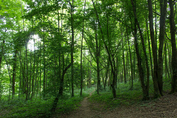 green fresh new spring leaves tree forest with walk way  in the morning