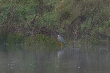White-faced Heron looking for food in the fog on a river