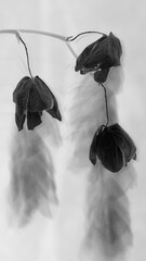 B&W macro of dry orchid flowers negative