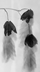 Crédence de cuisine en verre imprimé Noir et blanc Macro N&amp B de fleurs d& 39 orchidées sèches négatives
