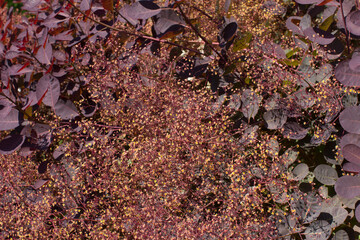 Leaves and feathery flowers of smoke tree for colorful beauty