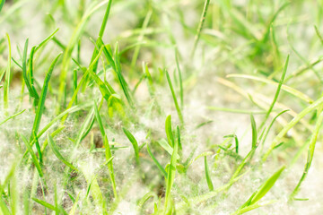 poplar fluff on green grass