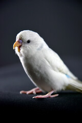 budgerigar bird blue bird color background animal petshop