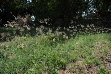 Chloris virgata - A species of grass known by the common names feather fingergrass feathery Rhodes-grass and feather windmillgrass