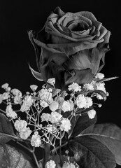 Rose schwarz/weiß