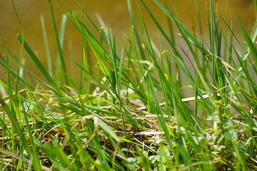 Obraz premium green grass on the ground