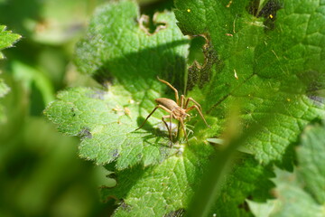 spider on a leaf, eating grasshopper