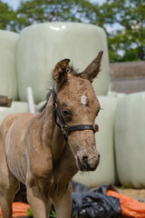 Head of a newborn riding horse colt at the farmyard, part of body, yellow dun color