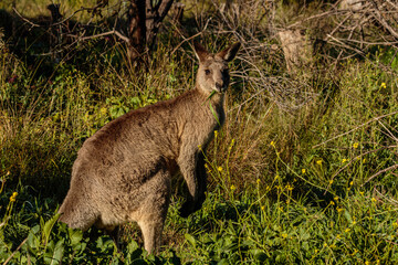 Naklejka na ściany i meble Eastern Grey Kangaroo eating grass