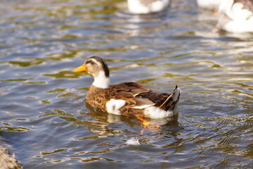 duck on the lake
