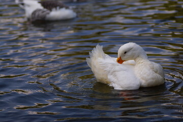 white duck swimming in the lake