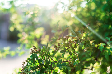 green leaves and sun