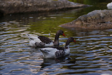 ducks on the water