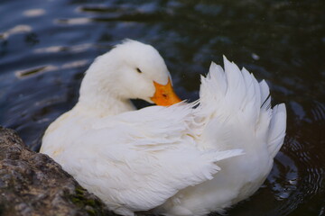 white duck swimming in the lake