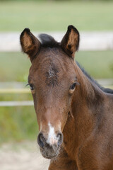 Close-up of a little brown foal,horse standing next to the mother, during the day with a countryside landscape