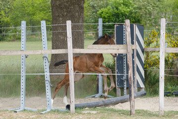 Naklejka na ściany i meble One week old mare foal is playing, she jumps over an obstacle, behind a fence, happy active brown foal