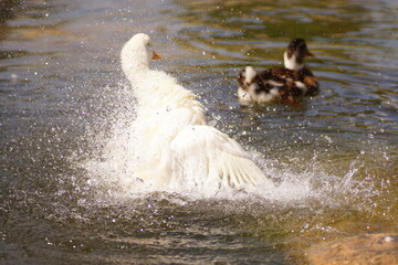 duck splashing water. duck in the water. the white duck is cleaning itself.