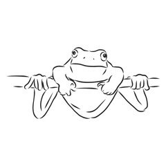 outline drawing of a frog isolated on white, frog vector sketch illustration