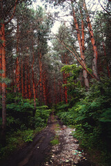 path in the forest