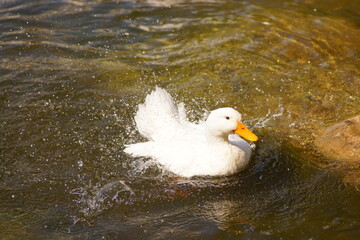 duck splashing water. duck in the water. the white duck is cleaning itself.