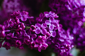 Macro image of spring lilac violet flowers, abstract soft floral background