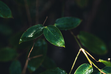 Close-Up Of  Dark green leaves