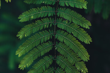Close-Up Of  Dark green leaves