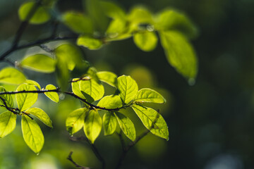 Green sprouting leaves In nature after the rain