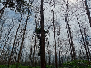 Teak trees that are blossoming with a view of the blue sky and sunlight