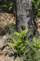 Close-up of green bunch with brown tree bark texture and green Bokeh background, texture of tree trunks with some appearing blurred, Bark of tree, Selective focus.