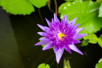Blooming purple lotus flower in pond