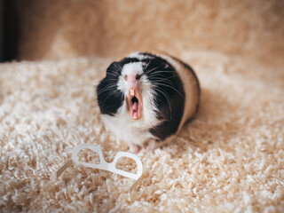 Guinea pig asking for help. Loss of vision. Portrait of a cute pet on a carpet background. Funny...