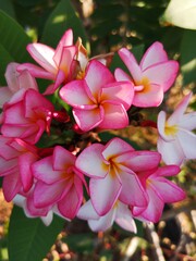 A pink flower and white flower.Plumeria