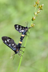 Mating pair Nine-Spotted Moth (Amata Phegea)