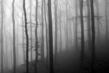 Papier Peint photo Lavable Noir et blanc Arbres N&amp B dans le brouillard