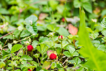 Ripe fruits of wild forest strawberries