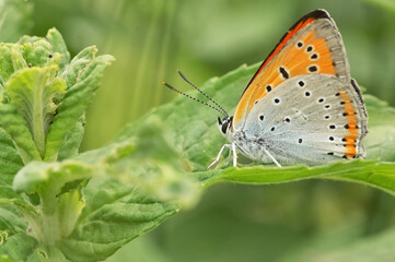 Silver washed Fritillary underwing butterfly