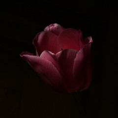 Macro of pink tulip in the dark