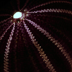 Macro of purple sea urchin