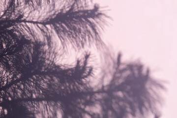 Abstract pine shadow on pink background.
