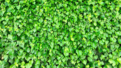 Landscape and landscaping with ivy species