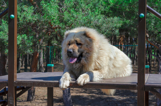 Portrait of a Caucasian Shepherd or North Caucasian Wolfhound.