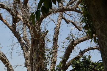 december blue sky with trees and clouds before approaching storm,Trunk and branches in a wild forest on a cloudy day, Big trees in the garden With a blue gold background,