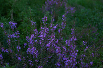 A close up of a flower garden