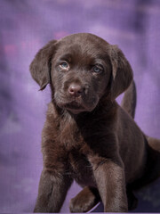 Two months old Labrador Retriever chocolate puppy on a purple chair.