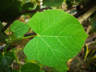 Green leaves